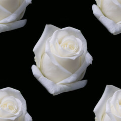 Sticker - Vertical closeup of beautiful white roses on a black background, floral natural background