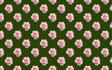 Poster - Green background with beautiful pink roses, blooming roses seamless pattern