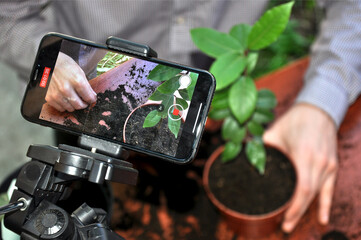 Photographing and filming on a mobile smartphone, transplanting a houseplant into a new pot. Bay leaf. Man's hands. Master Class. Online training.  Video tutorial. Home gardening.