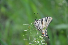 Scarce Swallowtail Butterfly On Green Background