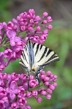 Scarce Swallowtail Butterfly On Purle Lilac