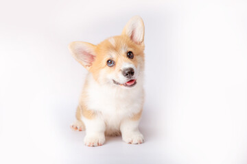 a corgi puppy is isolated on a white background