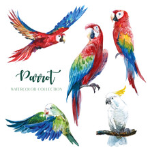 Colorful Parrot In Various Gestures Watercolor Collection. 
