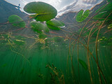 Canopy made of water lily leaves 