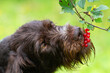 a dog eats red currant berries from a branch