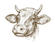 Drawing of isolated cow head with horns on the white. Vector sketch illustration