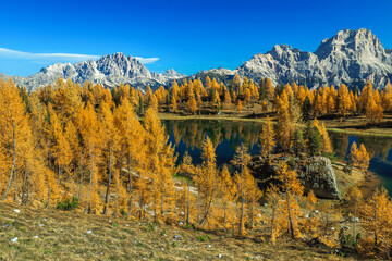 Poster - Stunning Federa lake in the autumn larch forest, Dolomites, Italy