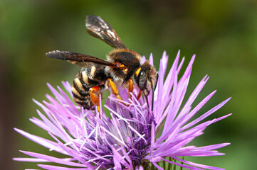 Sticker - Bee pollinating a flower close-up