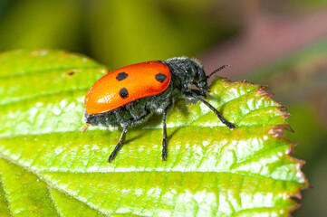 Sticker - Red leaf beetle eating leaves, crisomelidae