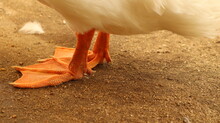 Orange Leg Of Duck Standing On The Ground
