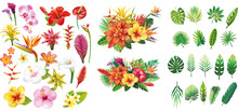 Set Of Floral Elements And Arrangement