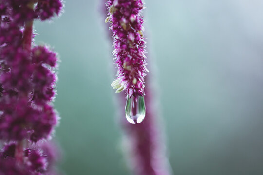 Vivid Amaranthus Caudatus flowers with water drop after rain. Also known as as love-lies-bleeding, pendant amaranth, tassel flower,velvet flower, foxtail amaranth, and quilete