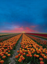 Tulip Field, Noord-Holland Province, The Netherlands