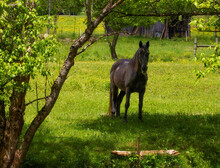 Horse In A Shaded Pasture In Rural Tennessee