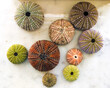 © Amine - urchin shells