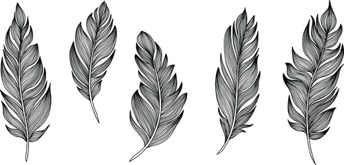 Vector feathers collection. Hand drawn isolated on white background set. Vintage art illustration