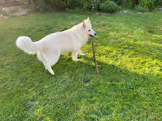 Wall Mural - Chien blanc de berger qui joue avec un bâton dans le jardin 