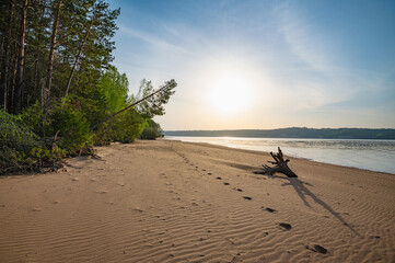 Wall Mural - A sandy beach on the river bank, a pine forest, the morning sun, footprints in the sand.