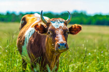 A Dairy Red Cow With White Spots And Large Horns Grazes In The Summer On A Green Meadow With Blooming Wildflowers. The Concept Of Selling And Buying Organic Milk.