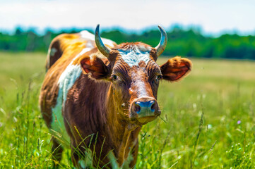 A dairy red cow with white spots and large horns grazes in the summer on a green meadow with blooming wildflowers. The concept of selling and buying organic milk.