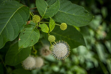 Buttonbush Plant With A Flower Closeup