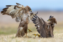Common Buzzards (Buteo Buteo) Fighting, Hungary