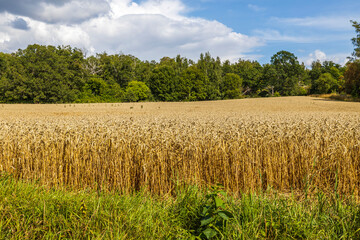 Beautiful view of part of wheat field. Yellow summer background. Agriculture concept. Sweden. 