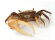 A Closeup Focus Stacked Image of a Fiddler Crab on White