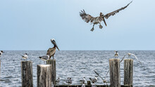 Pelicans On The Pier At The Ocean Trying To Land