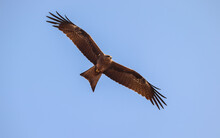 Closeup Shot Of A Black Kite Hovering In A Blue Sky