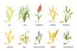 Cereal agricultural plants, crop spikes, ears and grains. Farming millet, wheat, sorghum, rice, barley and oat spikelets and seed vector set