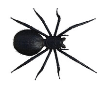 Illustration Of An Overhead View Of A Large Black Hairy Spider Walking Forward Isolated On A White Background.