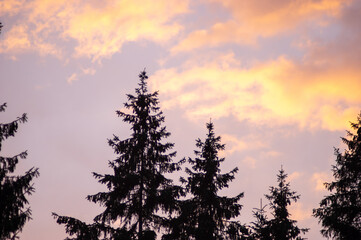 Wall Mural - spruces on a sky background at sunset on a summer day