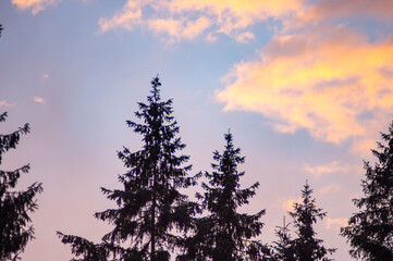 Wall Mural - spruces on a sky background at sunset on a summer day