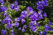 © Vit-Vit - Bluebell flowers outdoors on a sunny day. Beautiful blue bluebells bloomed in the summer garden.