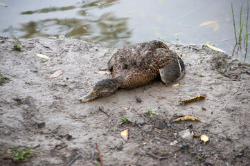 A dead duck lies on the shore of a pond