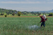 © Nailotl - Farmer spraying fertilizers in an onion field