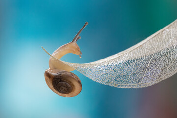 Cute snail just sitting on the white leave with bokeh background