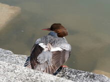 (Mergus Merganser) Common Merganser Or Goosander Female With Grey Plumage And Reddish-brown Head Sitting On A Rock In The Middle Of The Water Cleaning Its Wings To The Sun 