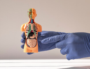 Wall Mural - Hand holding 3d human model with inner organ system. Anatomy system.