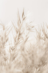Dry soft mist effect beige romantic cane reed rush on light background macro