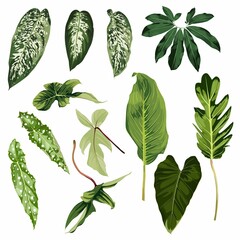 Wall Mural - Many kind of tropical leaves. Cute realistic leaves isolated elements on the white background.