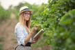 a young woman agronomist or viticulturist stands in a vineyard, examines a branch and writes something in a notebook