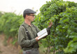 a young man, an agronomist or a viticulturist, is standing in a vineyard, examining a branch and writing something down in a notebook