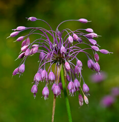 Sticker - Nodding onion, lady's leek // Nickender Lauch (Allium cernuum) 