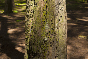 Wall Mural - Tree change, detail in cultivated forest.