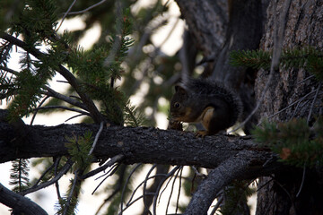 squirrel on tree