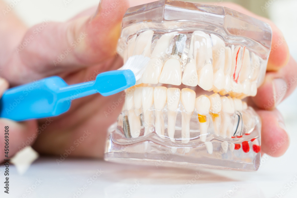The dentist shows how to brush your teeth with a toothbrush on the ...