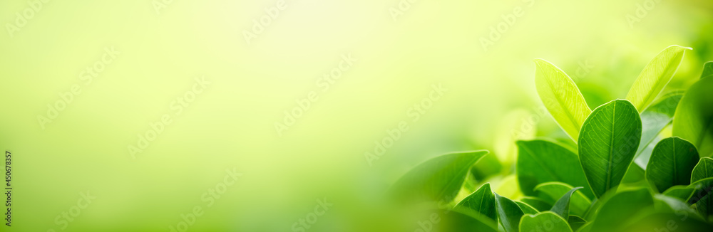 Nature of green leaf in garden at summer. Natural green leaves plants using as spring background cover page greenery environment ecology wallpaper - obrazy, fototapety, plakaty 