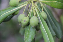 Australian Laurel Pittosporum Tobira Seeds In Summer